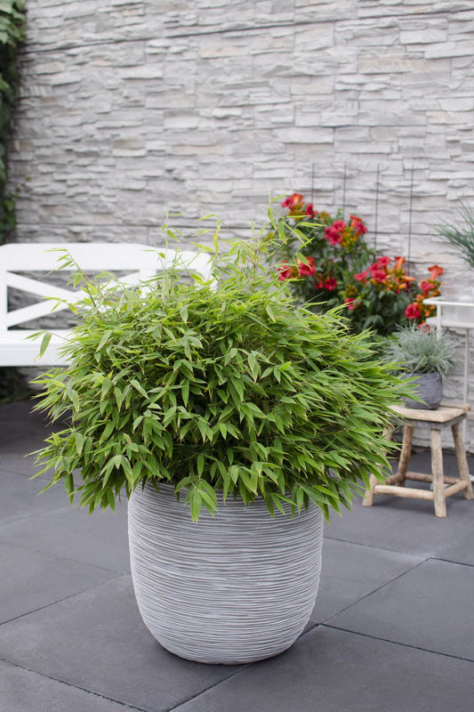 Fargesia 'Moontears'® Boobux – Immergrüner Bambus Ø29cm, 70cm hoch