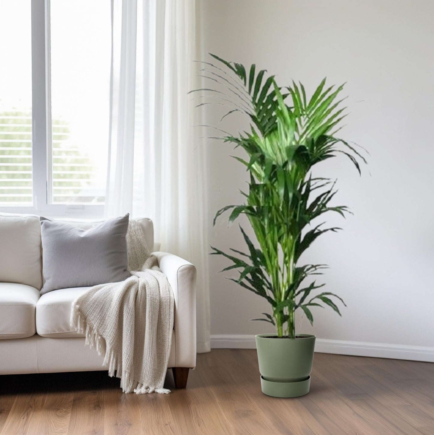 Howea forsteriana – elegante Kentia-Palme Ø24cm, 150cm hoch