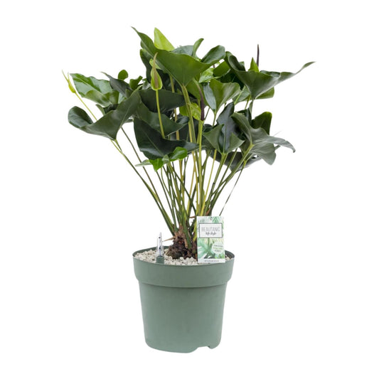Anthurium Arrow – Pflegeleichte, elegante Zimmerpflanze Ø30cm