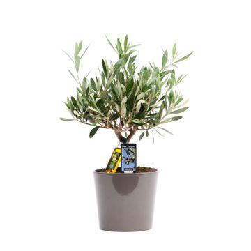 Olea Olijf – Mediterraner Olivenbaum Ø16cm, 40cm hoch
