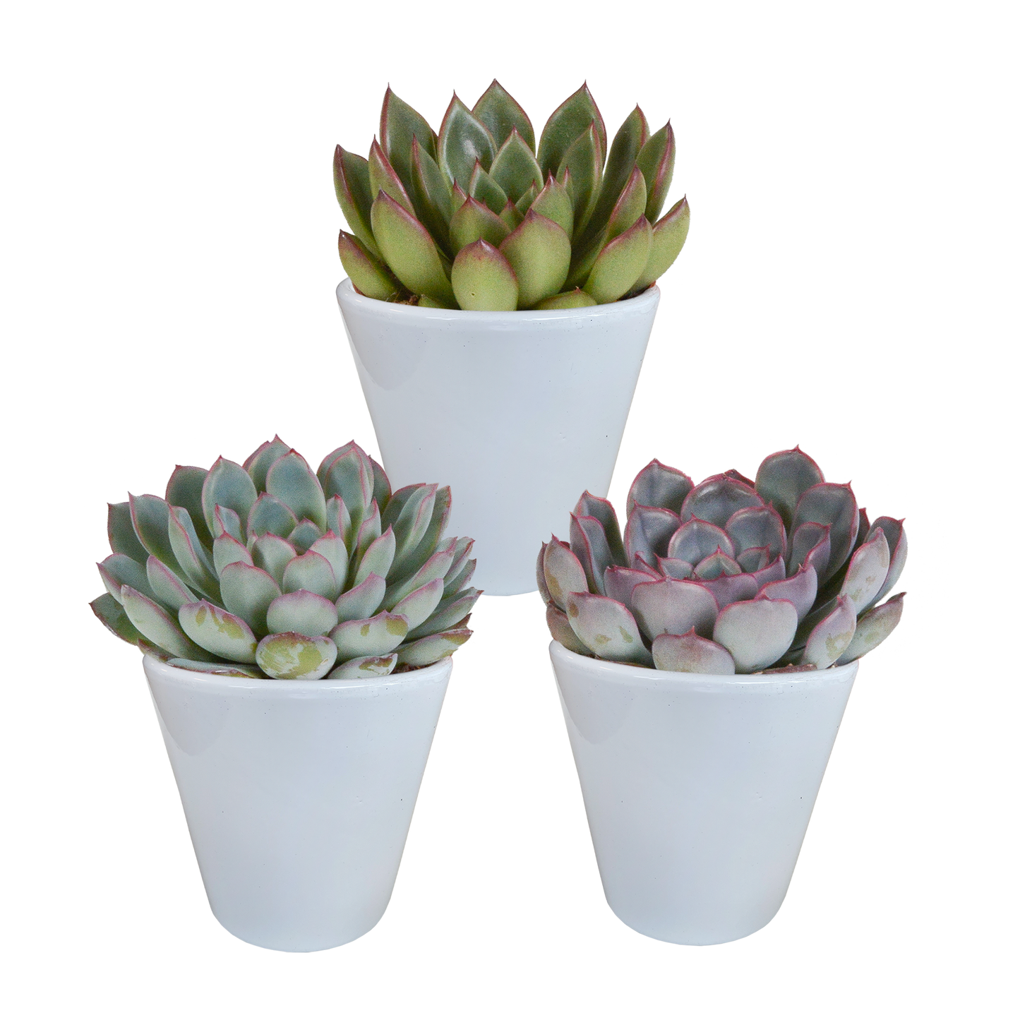 Echeveria-Mischung im weißen Topf, 3er-Set, 8,5 cm