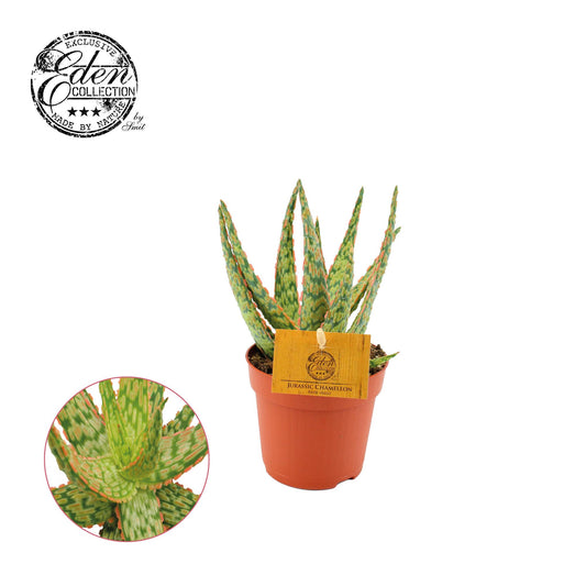 Aloe Hybride – Pflegeleichte Sukkulente Ø10,5cm