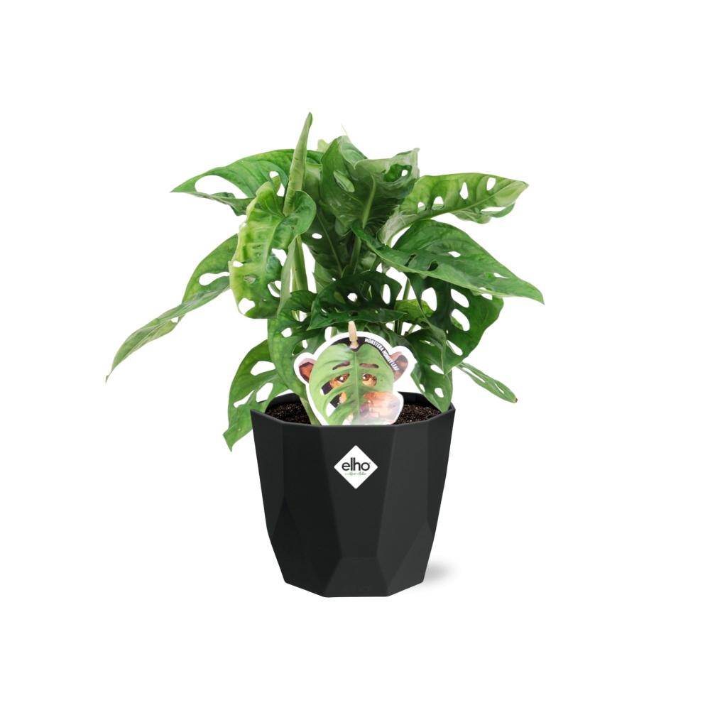 Monstera ‘Monkey Leaf’ – Pflegeleichte Zimmerpflanze im 14cm Topf