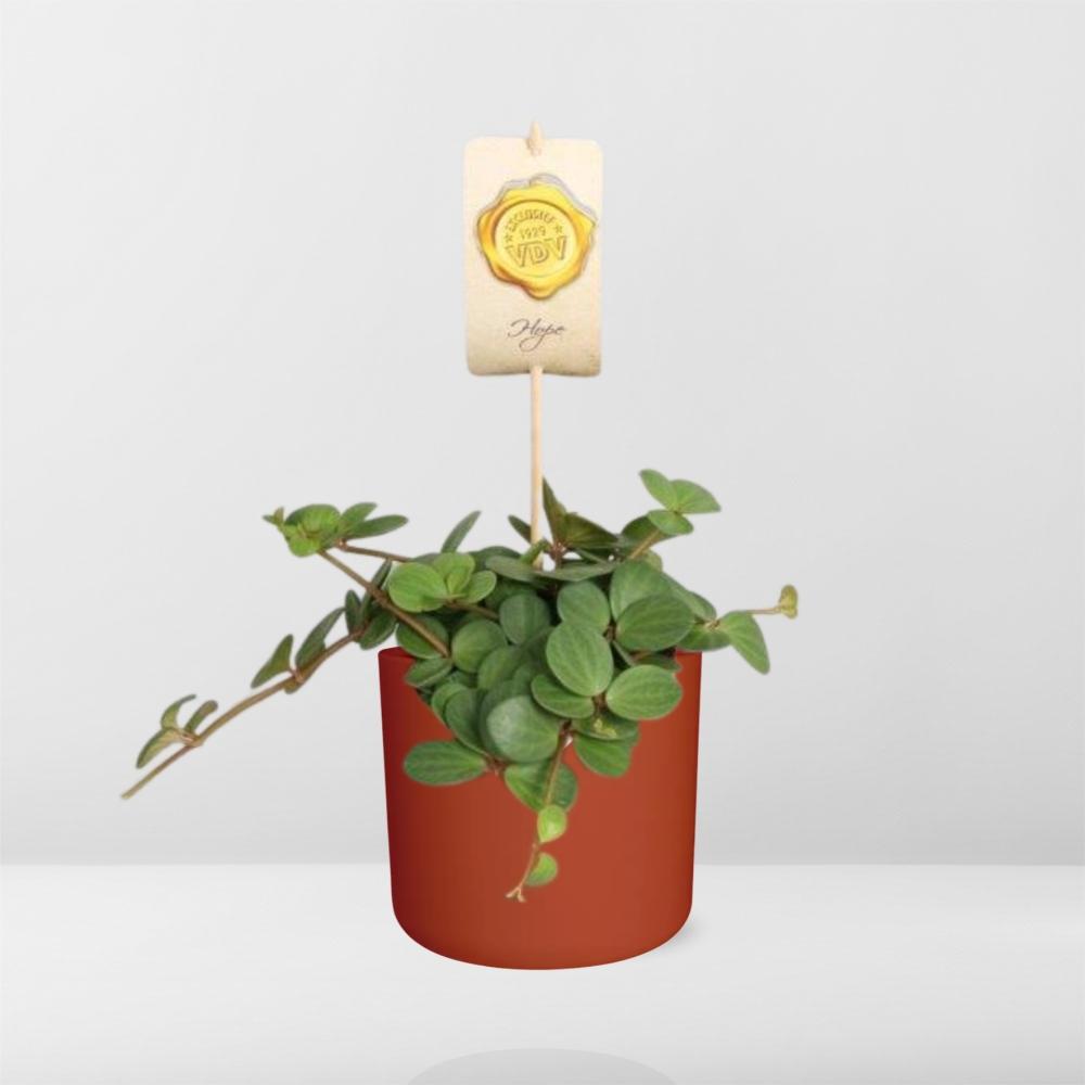 Peperomia ‘Hope’ – Pflegeleichte Zimmerpflanze im ELHO Topf