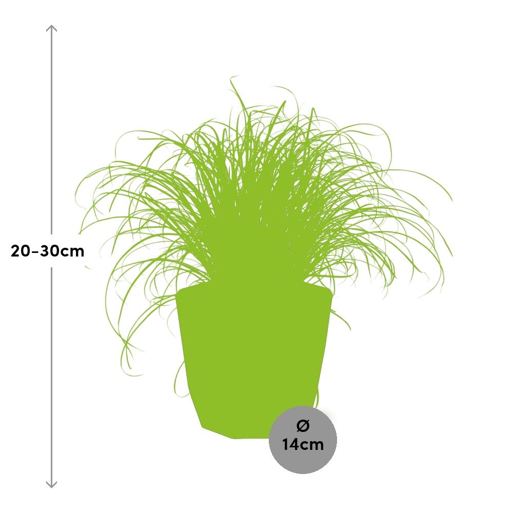 Cyperus Alternifolius Zumula – Pflegeleichtes Schirmgras im schwarzen Topf