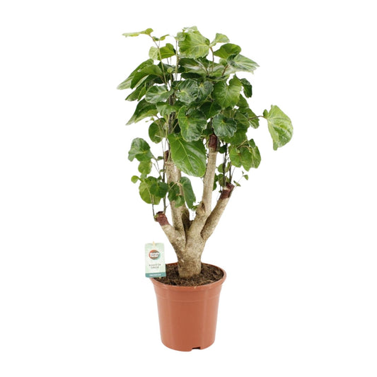 Polyscias Lemon – Pflegeleichte Zimmerpflanze Ø17cm, 65cm hoch