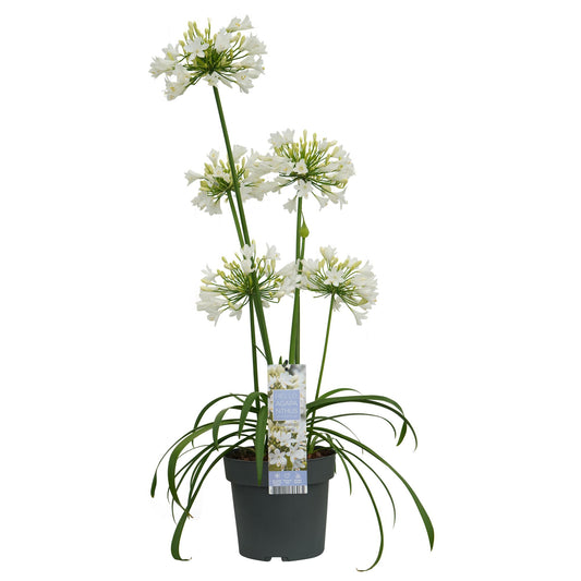 Agapanthus 'Ever White' – Pflegeleichte Blütenpracht Ø19cm