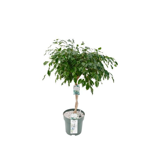 Ficus Adora / Exotica – Pflegeleichter Luftreiniger Ø27cm, 120cm