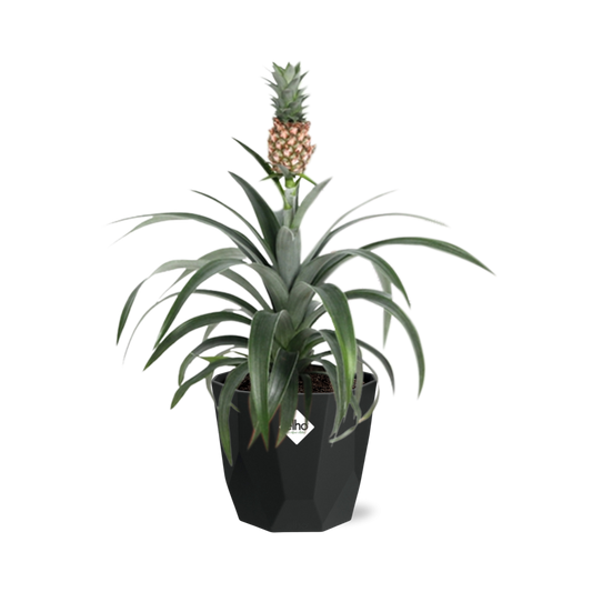 Ananas Mi Amigo – Zier-Ananas in 14 cm Topf schwarz