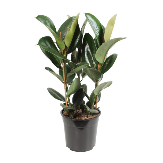 Ficus Elastica Robusta – Pflegeleichter Gummibaum Ø27cm, 85cm hoch