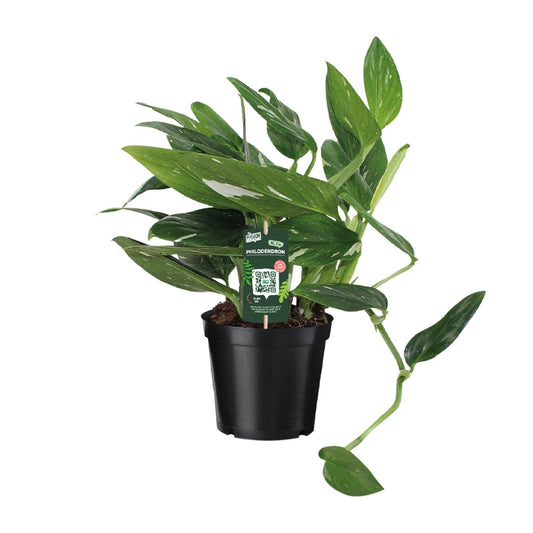 Philodendron Cobra Toef – Pflegeleichte Zimmerpflanze Ø17cm