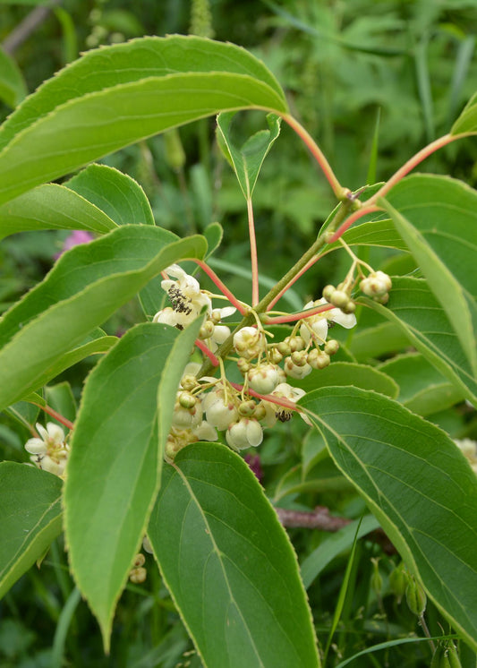 3x Actinidia arguta 'Issai' – Mini-Kiwi Pflanze Ø13cm