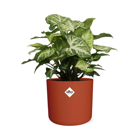 Syngonium Arrow – Pflegeleichte Zimmerpflanze im ELHO b.for soft Rond 14cm Topf