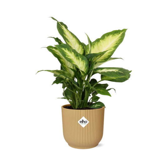 Dieffenbachia ‘Camilla’ im ELHO Vibes Fold 14cm Topf gelb