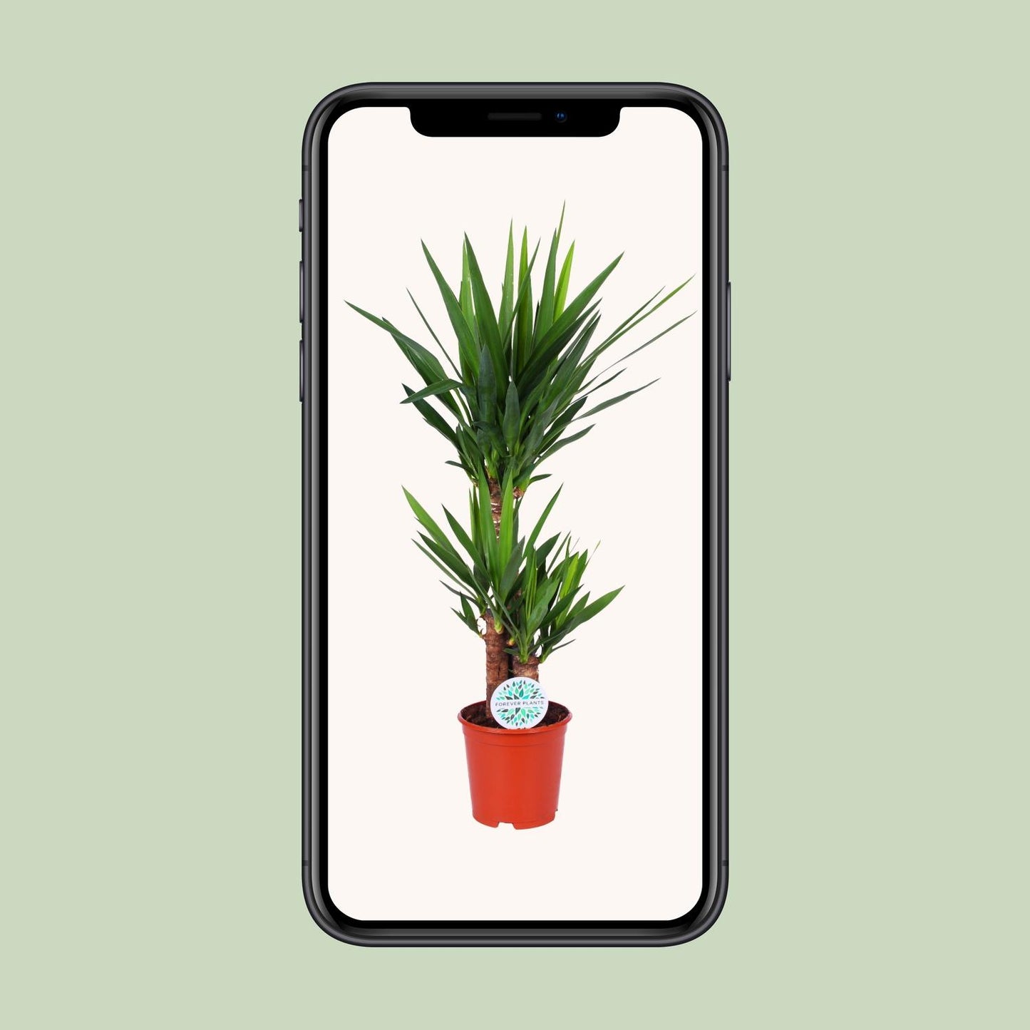 Yucca Elephantipes – Elegante, pflegeleichte Zimmerpflanze Ø21cm