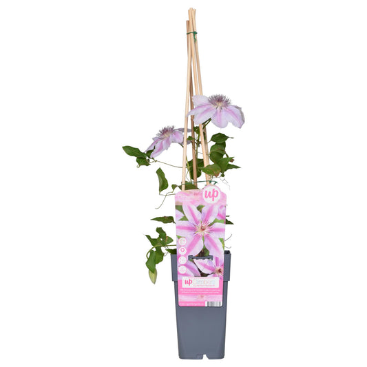 Clematis Nelly Moser – Blühende Kletterpflanze Ø15cm