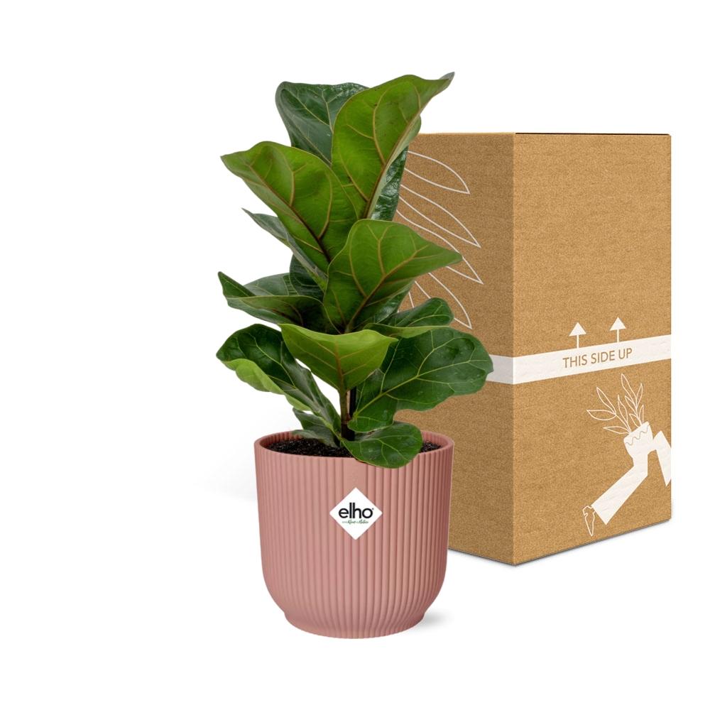 Ficus Lyrata ‘Bambino’ im ELHO Vibes Fold 14cm Topf rosa