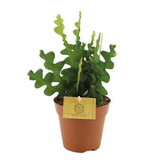 Epiphyllum Anguliger – Fischgrätenkaktus Ø12cm, 30cm hoch