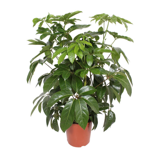 Schefflera Actinophylla Amate – Schirmpflanze Ø30cm, 120cm hoch