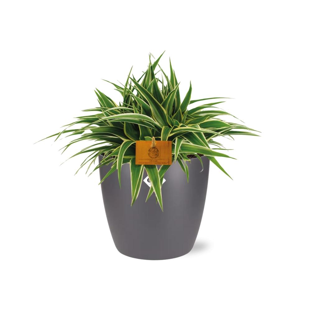Chlorophytum Ocean 15cm – pflegeleichte Spiderpflanze im ELHO Topf