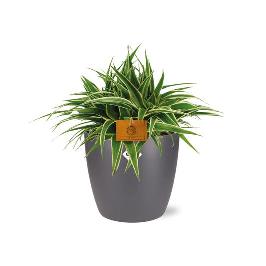 Chlorophytum Ocean 15cm – pflegeleichte Spiderpflanze im ELHO Topf