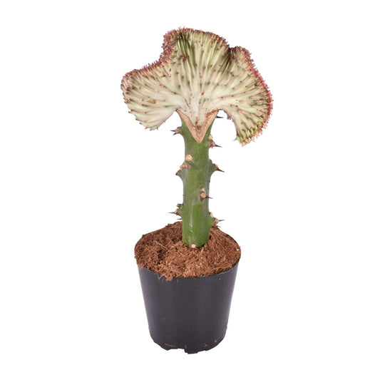 Euphorbia lactea Cristata – Korallen-Kaktus, 30 cm