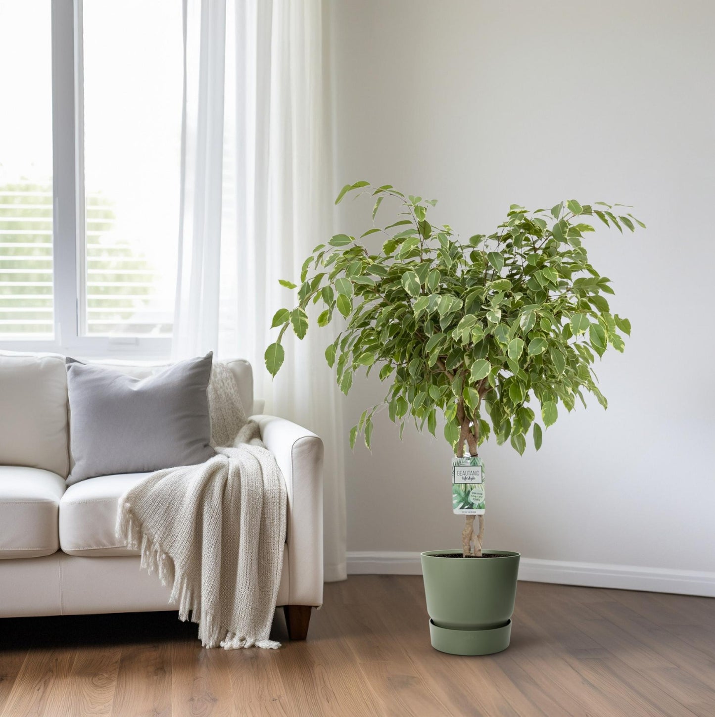 Ficus Safrana / Golden King – Pflegeleichter Zimmerbaum Ø27cm