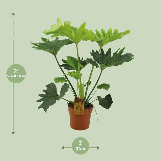 Philodendron Selloum Elefantiana – Pflegeleichte XXL Zimmerpflanze Ø21cm
