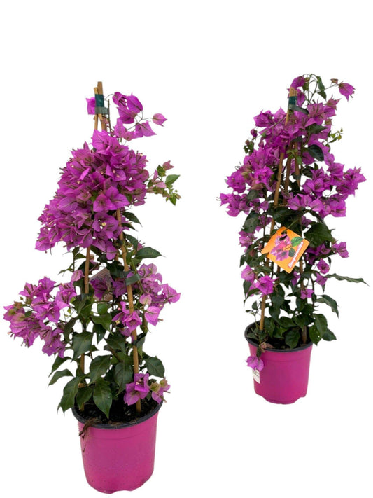 Bougainvillea Sanderiana Piramide - 1 Stück - Ø17cm - ↕70cm