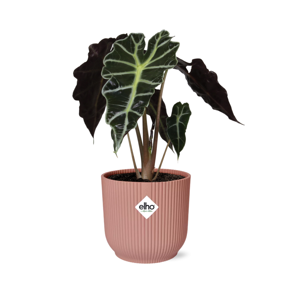 Alocasia ‘Polly’ in ELHO Vibes Fold 14cm rosa – pflegeleichte Elefantenohrpflanze
