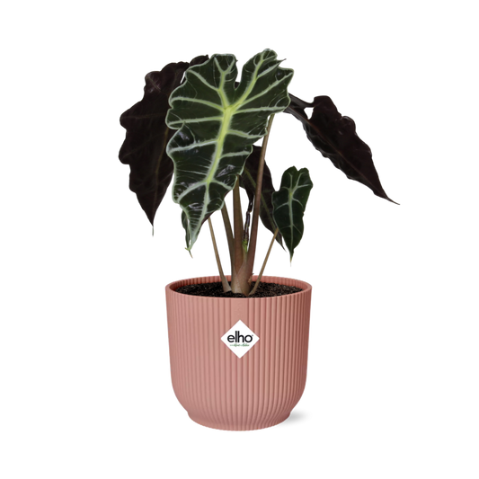 Alocasia ‘Polly’ in ELHO Vibes Fold 14cm rosa – pflegeleichte Elefantenohrpflanze