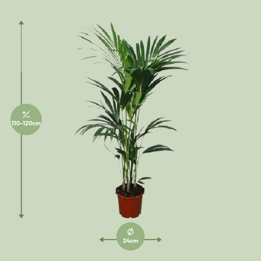 Howea forsteriana – Kentia-Palme Ø21cm Topf, ca. 120cm hoch