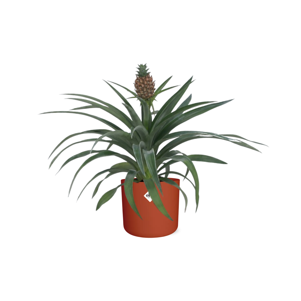 Ananas-Pflanze im 12 cm Topf – Tropische Zimmerpflanze