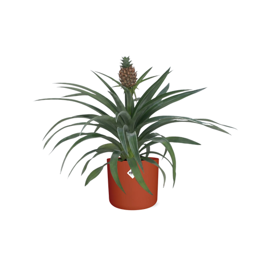 Ananas-Pflanze im 12 cm Topf – Tropische Zimmerpflanze