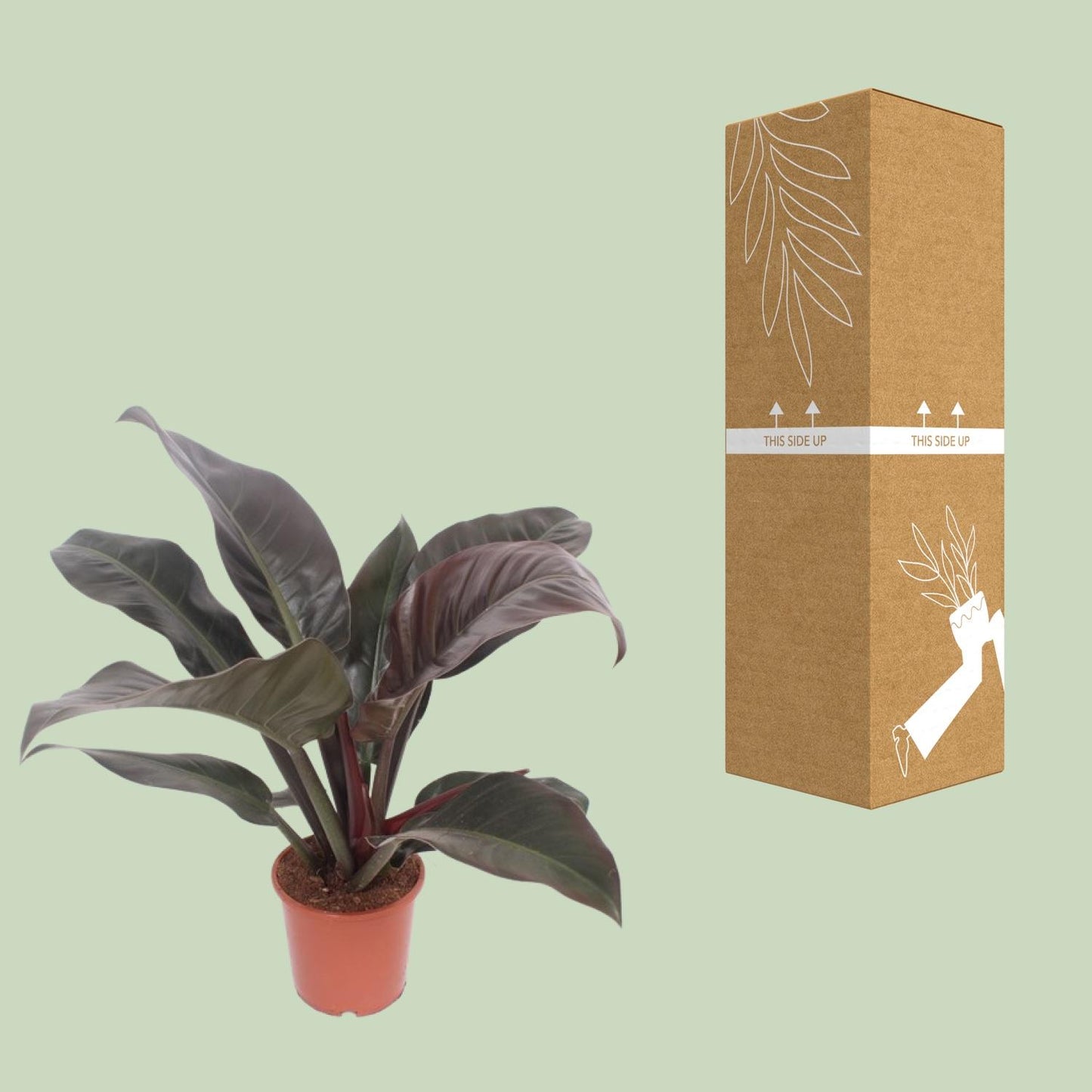 Philodendron Imperial Red – Pflegeleichte Zimmerpflanze Ø17cm