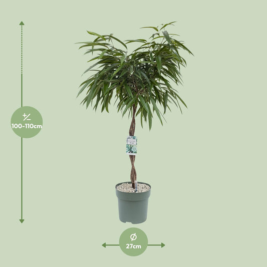Ficus Mahori – Pflegeleichte Zimmerpflanze Ø27cm, 120cm hoch