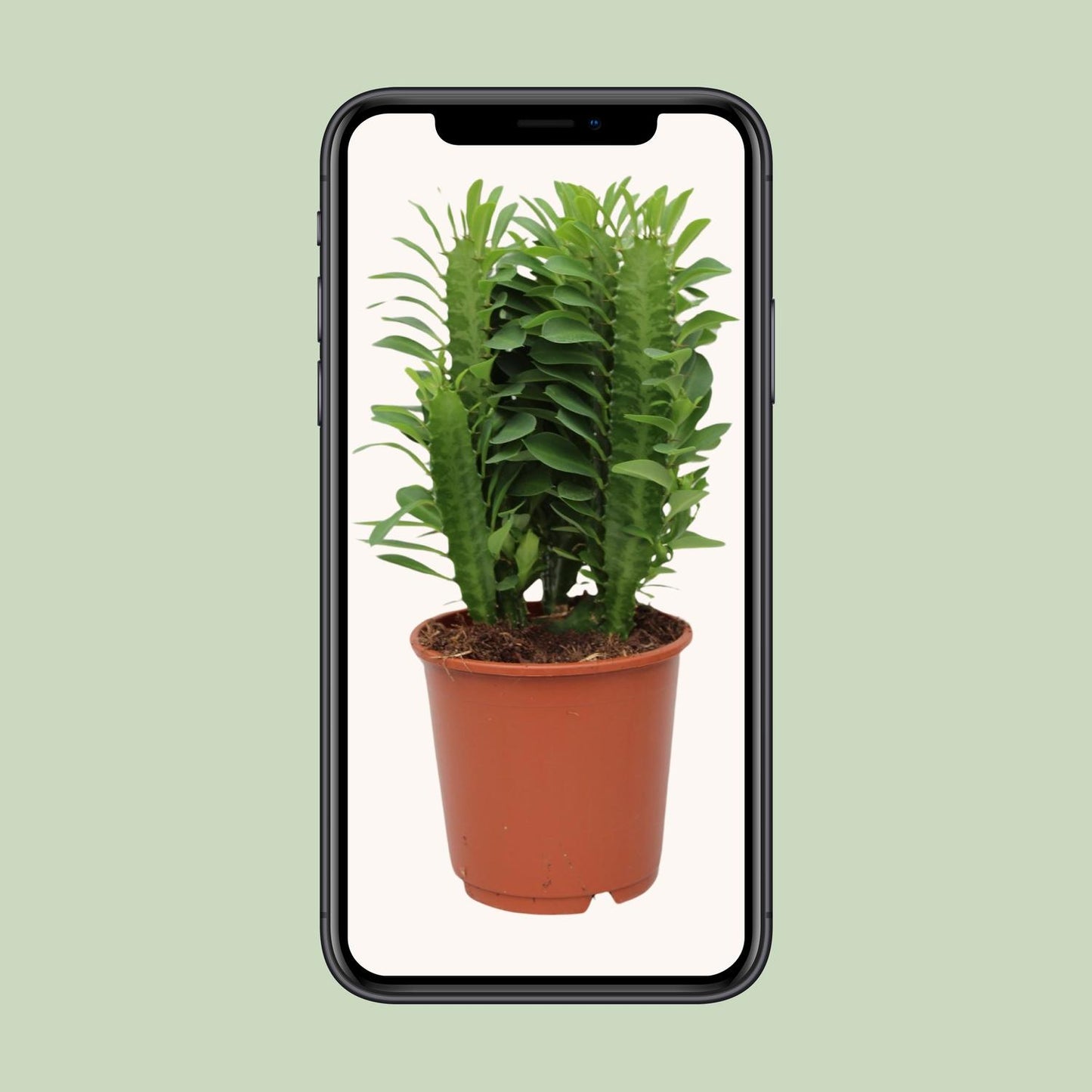 Euphorbia Trigona – Afrikanischer Milchbaum Ø12cm, 40cm hoch