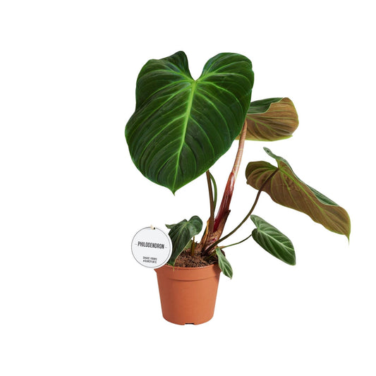 Philodendron El Choco Red – pflegeleichte Zimmerpflanze Ø15cm