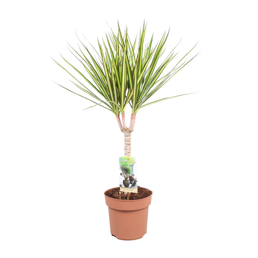 Dracaena Sunray Enkele Stam - Hoogte 65-75 - Ø17cm - ↕65cm