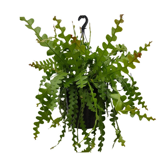 Epiphyllum Anguliger – Fischgrätenkaktus Ø25cm, 60cm hoch