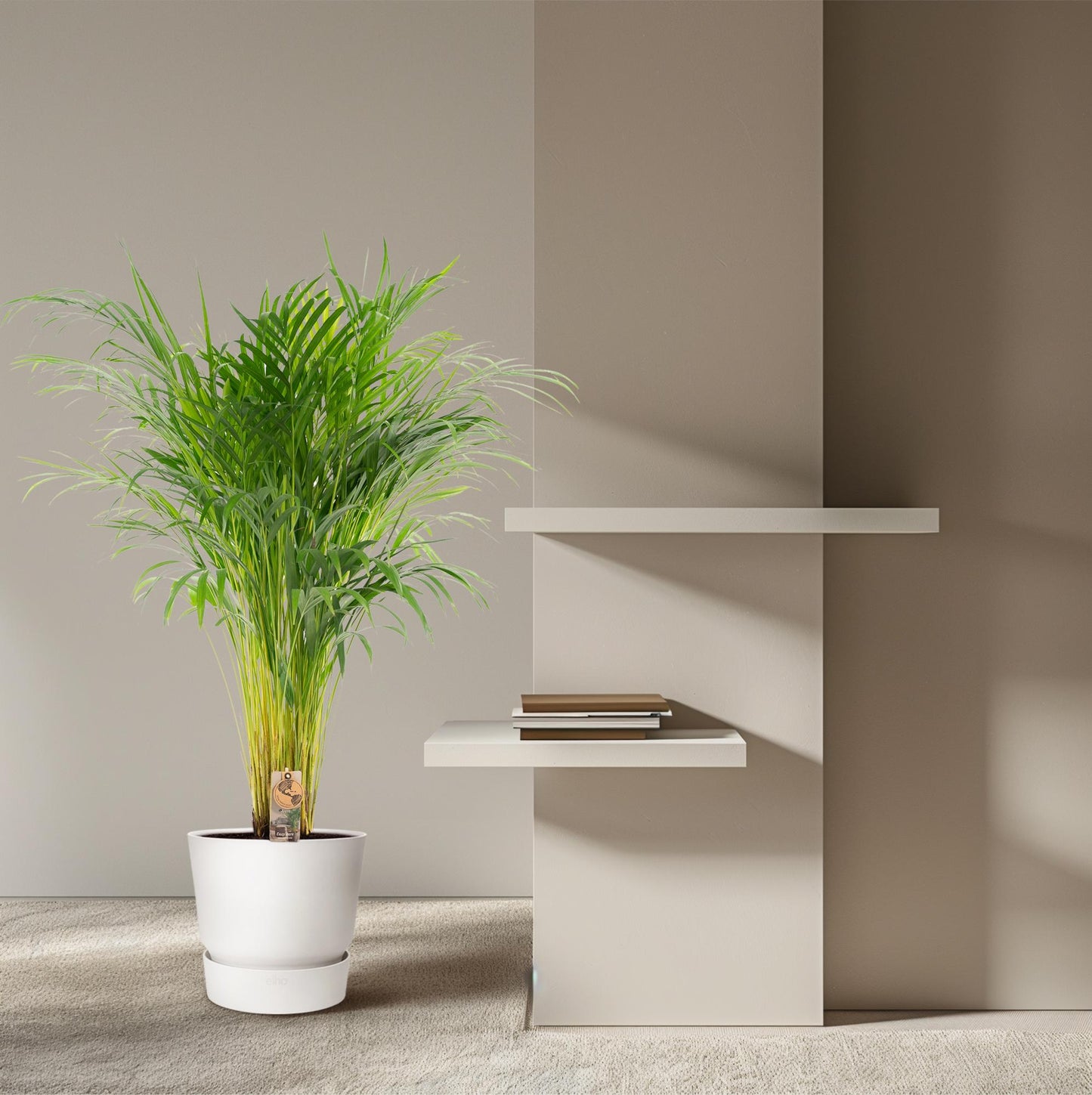 Areca-Palme Ø21cm – Luftreinigende Goldfruchtpalme