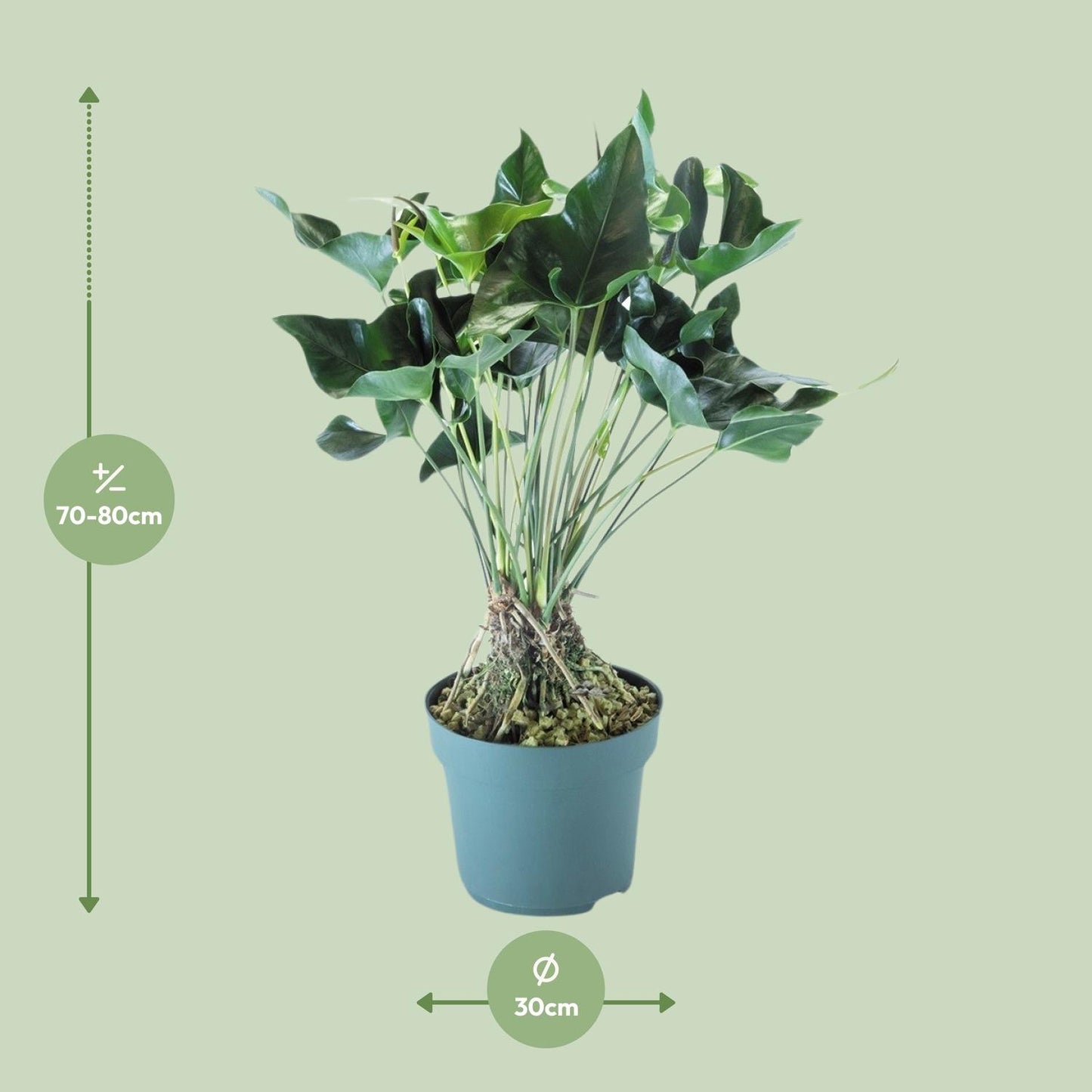 Anthurium Arrow – Pflegeleichte XXL-Zimmerpflanze Ø30cm