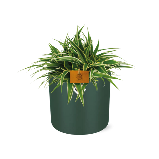 Chlorophytum Ocean – pflegeleichte Grünlilie 15 cm
