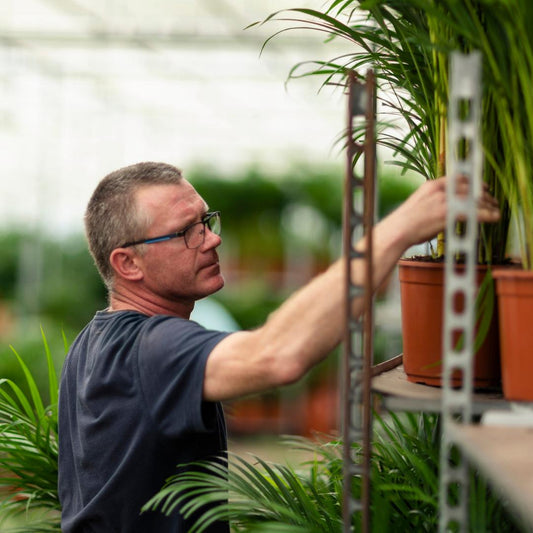 Yucca Palmlilie mit Korb – 100 cm – Ø21 cm