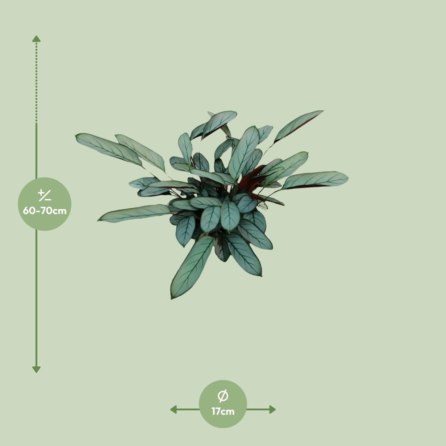 Ctenanthe Oppenheimiana – pflegeleichte Zimmerpflanze Ø17cm