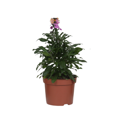 Erysimum 'Purple Glow' – Farbintensive Duftpflanze