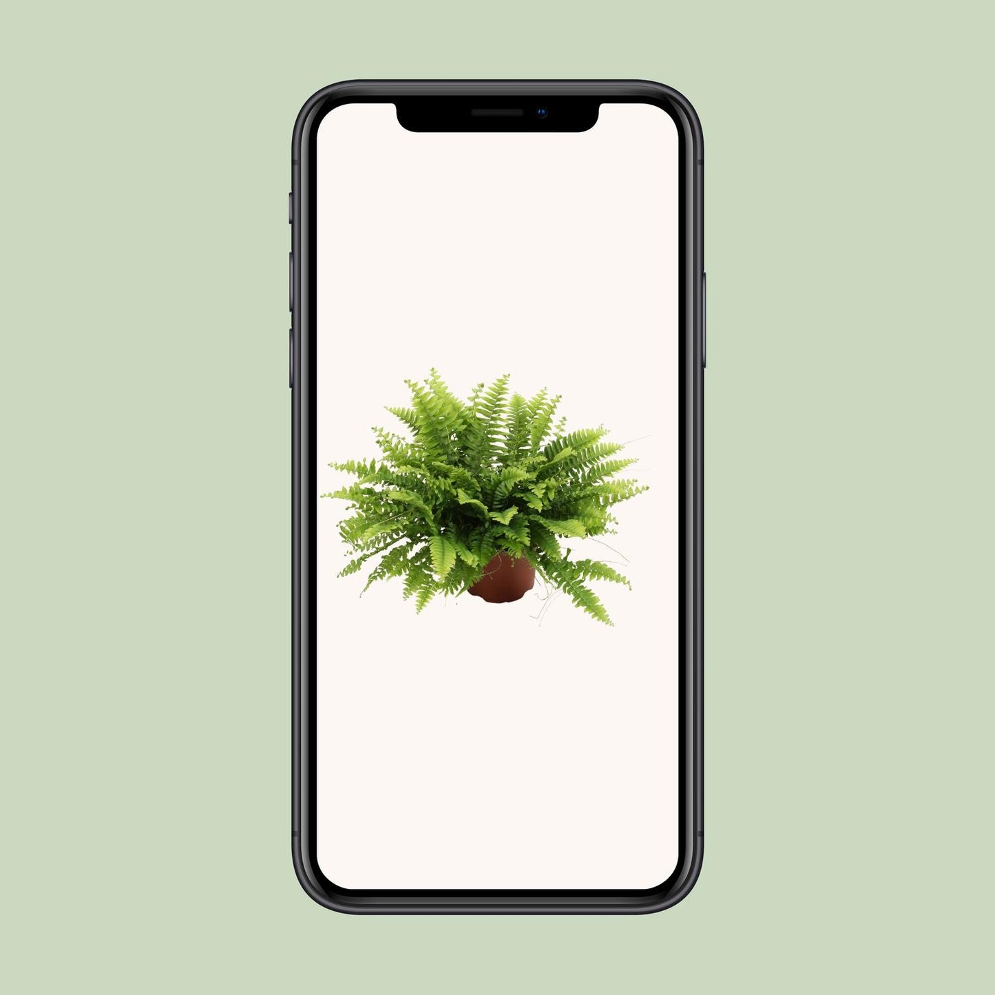 Nephrolepis Boston Green Moment – Pflegeleichter Bostonfarn Ø12cm
