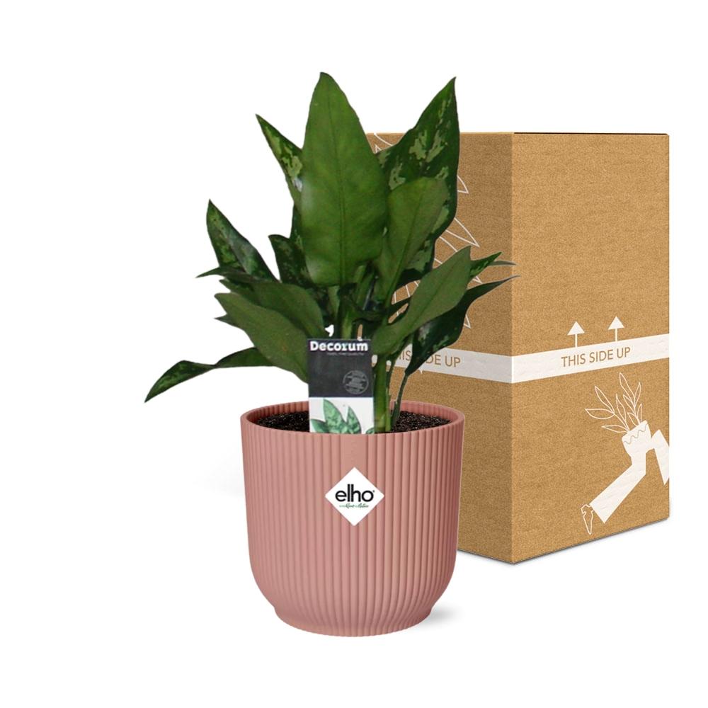Aglaonema Maria – Pflegeleichte Zimmerpflanze im ELHO Vibes Fold 14cm Topf