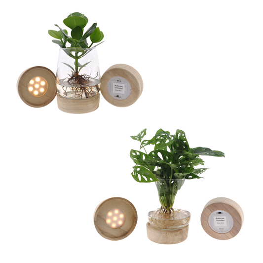 Kingston Glas + LED Duo Monstera & Clusia – 2er Set Ø12cm