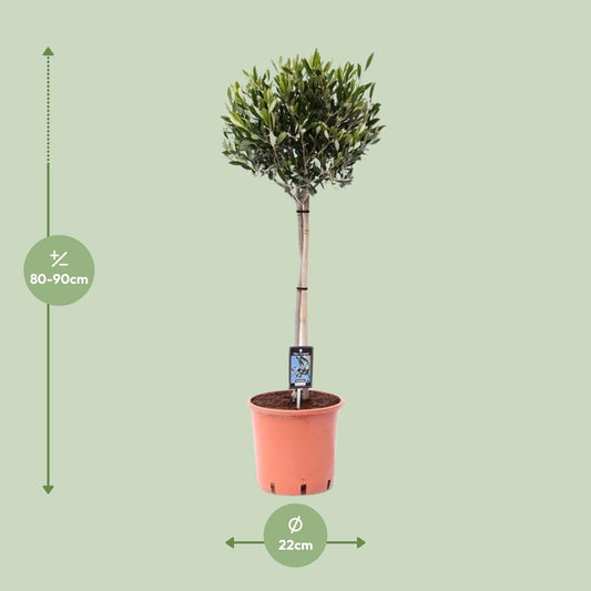 Olea Olijf - Mediterraner Olivenbaum Ø22cm, 90cm hoch